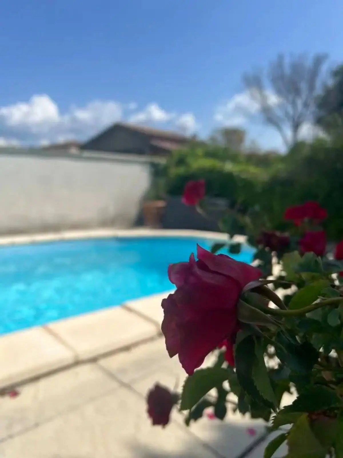 Des roses au bord de la piscine