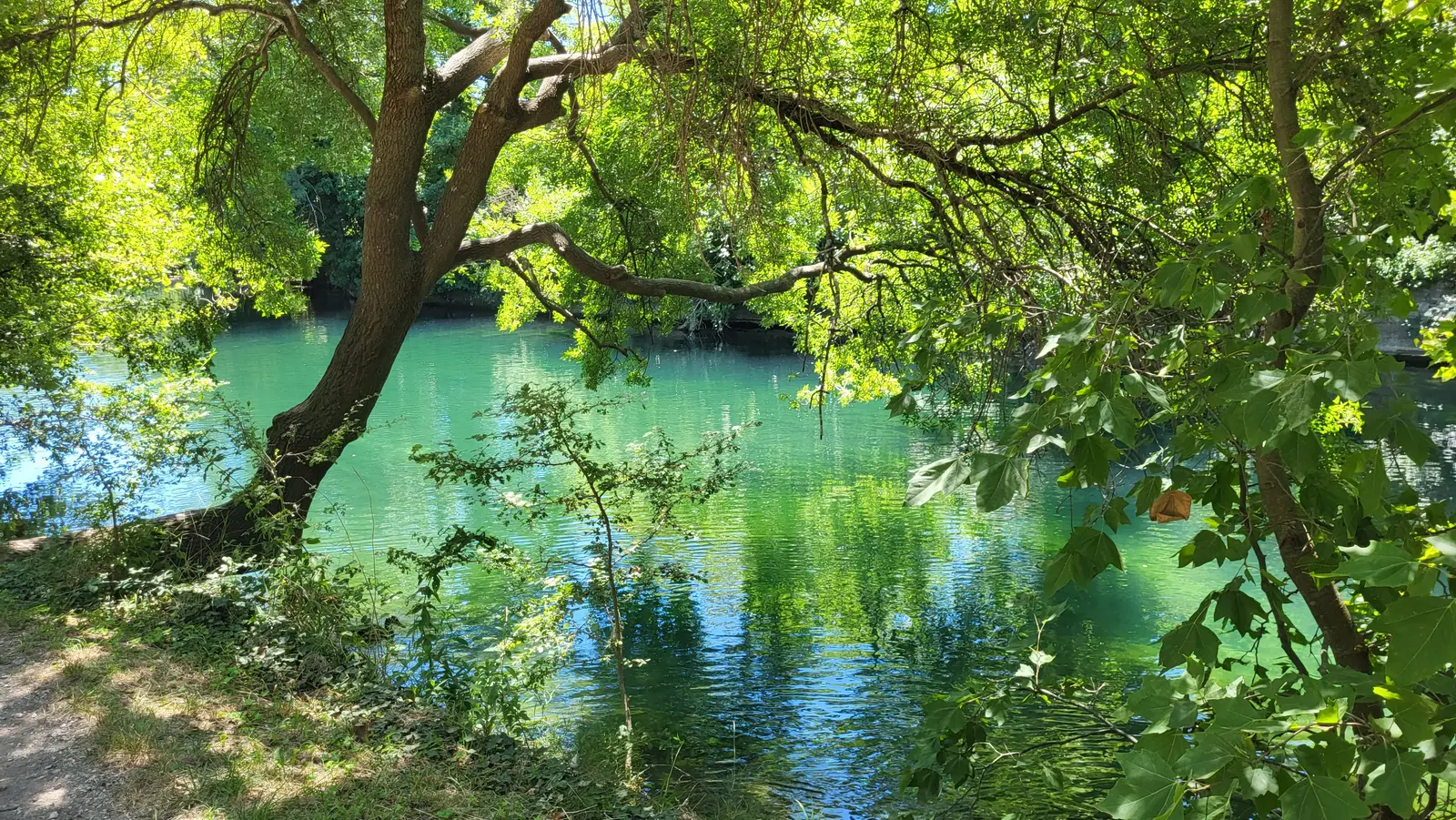 L'eau verte et transparente de la Sorgue sous les arbres